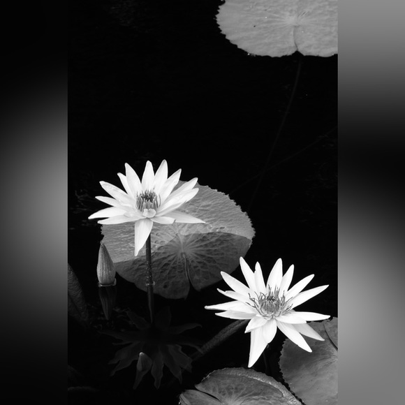 Meet your Posher, A - Picture 1 of 1